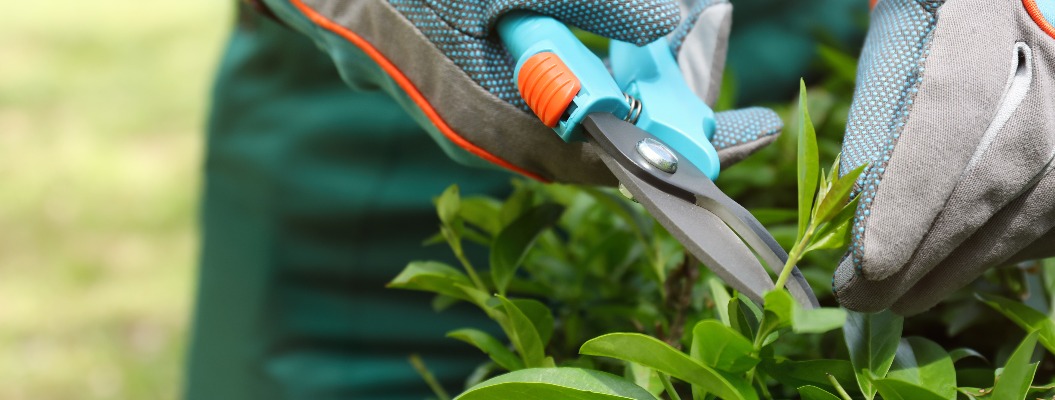 Arbeiter schneidet Busch mit Schere im Freien, Nahaufnahme. Auch Gartenarbeit